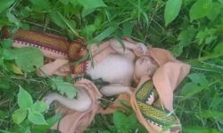 15 दिन की नवजात को झाड़ियों में फेंक गई निर्दई मां- रसोईया ने दी गोद 15 दिन की नवजात को झाड़ियों में फेंक गई निर्दई मां- रसोईया ने दी गोद