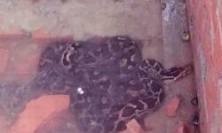 स्कूल में निकला अजगर-बच्चों में फैली दहशत-मचा हड़कंप स्कूल में निकला अजगर-बच्चों में फैली दहशत-मचा हड़कंप