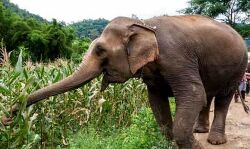 हाथियों ने दो युवकों को पटक कर मार डाला हाथियों ने दो युवकों को पटक कर मार डाला