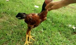 MLA के पुत्र ने दर्ज कराया मुर्गे की हत्या का केस- की पोस्टमार्टम की मांग MLA के पुत्र ने दर्ज कराया मुर्गे की हत्या का केस- की पोस्टमार्टम की मांग