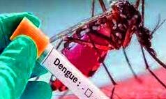 थम नहीं रहा है डेंगू वायरल का कहर थम नहीं रहा है डेंगू वायरल का कहर