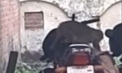 वकील साहब के रुपए-बंदर ने दिए बांट-लग गया जमावड़ा