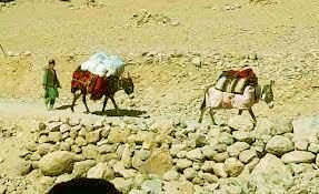 लोगों को अपनी जमीनें छोड़ने को मजबूर कर रहा तालिबान: मोहाकिक लोगों को अपनी जमीनें छोड़ने को मजबूर कर रहा तालिबान: मोहाकिक
