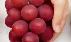 खास किस्म का अंगूर- 15 लाख का बिक गया एक गुच्छा खास किस्म का अंगूर- 15 लाख का बिक गया एक गुच्छा