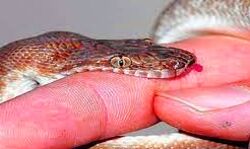 सर्प ने मां और बेटे काे डसा - बेटे की मौत सर्प ने मां और बेटे काे डसा - बेटे की मौत