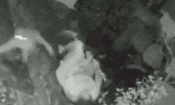 महिला ने छड़ी से बांध दी तेंदुए की घिग्गी मार से बचने को दुम दबाकर भागा महिला ने छड़ी से बांध दी तेंदुए की घिग्गी मार से बचने को दुम दबाकर भागा