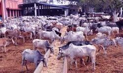 गोवंश एवं पशुपालन के उन्नयन पर निरन्तर कार्य कर रही UP सरकार गोवंश एवं पशुपालन के उन्नयन पर निरन्तर कार्य कर रही UP सरकार