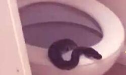 टॉयलेट सीट पर बैठनी वाली थी महिला- अंदर बैठा था अजगर सांप टॉयलेट सीट पर बैठनी वाली थी महिला- अंदर बैठा था अजगर सांप