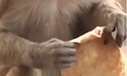 दो गुटों की लड़ाई में बंदरों ने कर दिया मंदिर का छज्जा धराशाई-दो गंभीर दो गुटों की लड़ाई में बंदरों ने कर दिया मंदिर का छज्जा धराशाई-दो गंभीर