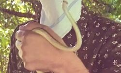 घर में मिला उड़ने वाल सांप- लोग देख हुए हैरान घर में मिला उड़ने वाल सांप- लोग देख हुए हैरान