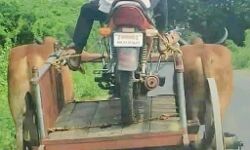 पेट्रोल की मंहगाई पर देखिये अजीब नजारा- बैलगाड़ी पर बाइक सवार- फोटो वायरल