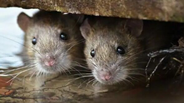 चूहों का कारनामा-कुतरकर ठिकाने लगा डाला 40 करोड़ का पुल