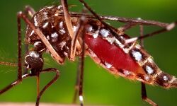 यूपी में मिला जीका वायरस का पहला मरीज-दिल्ली से आई विशेषज्ञों की टीम यूपी में मिला जीका वायरस का पहला मरीज-दिल्ली से आई विशेषज्ञों की टीम