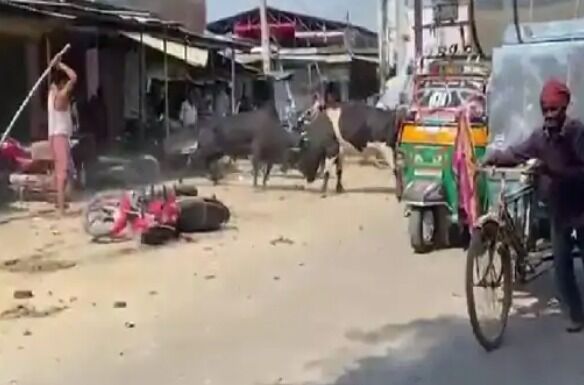 सांडों का दंगल-बीच रास्ते लड़ाई में टूटी बाईकें, दुकान में लाखों का नुकसान सांडों का दंगल-बीच रास्ते लड़ाई में टूटी बाईकें, दुकान में लाखों का नुकसान