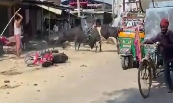 सांडों का दंगल-बीच रास्ते लड़ाई में टूटी बाईकें, दुकान में लाखों का नुकसान