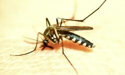 डेंगू बुखार के मरीजों में बढ़ोत्तरी