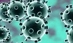 नागालैंड में पिछले 24 घंटे में कोरोना के 17 नए मामले