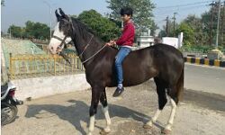 भैंस ढूंढने में माहिर पुलिस अब ढूंढेंगी कांग्रेस नेता की गायब हुई घोड़ी भैंस ढूंढने में माहिर पुलिस अब ढूंढेंगी कांग्रेस नेता की गायब हुई घोड़ी