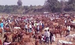 10 लाख में शाहरुख, 7 में बिके सलमान,रितिक व रणवीर को भी मिले खरीदार 10 लाख में शाहरुख, 7 में बिके सलमान,रितिक व रणवीर को भी मिले खरीदार