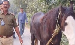 हुर्रे मंत्री की भैंस ढूंढने वाली पुलिस घोड़ी को भी खोजने में कामयाब हुर्रे मंत्री की भैंस ढूंढने वाली पुलिस घोड़ी को भी खोजने में कामयाब