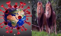 चिड़ियाघर के चार एशियाई शेरों को कोरोना ने लिया अपनी चपेट में चिड़ियाघर के चार एशियाई शेरों को कोरोना ने लिया अपनी चपेट में