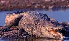 बुजुर्ग को मगरमच्छ ने पानी में लिया खींच- ऐसे बचाई अपनी जान बुजुर्ग को मगरमच्छ ने पानी में लिया खींच- ऐसे बचाई अपनी जान