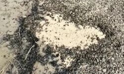 रात के अंधेरे में बनी सड़क दिन निकलते ही हो गई गायब-ग्रामीणों का हंगामा रात के अंधेरे में बनी सड़क दिन निकलते ही हो गई गायब-ग्रामीणों का हंगामा