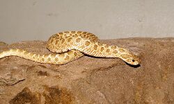 युवक ने सांप को खाया भूनकर- हो गया बेहोश युवक ने सांप को खाया भूनकर- हो गया बेहोश