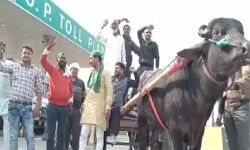 भैंसा बुग्गी और गाड़ियों पर किसान निकाल रहे जीत का जुलूस भैंसा बुग्गी और गाड़ियों पर किसान निकाल रहे जीत का जुलूस