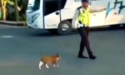 यातायात पुलिसकर्मी ने जीता लोगो का दिल- वीडियो वायरल