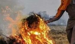 बड़ा ऐलान-MSP पर समिति, पराली जलाना अब नहीं रहा अपराध बड़ा ऐलान-MSP पर समिति, पराली जलाना अब नहीं रहा अपराध