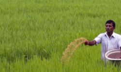 पत्नी के साथ खेत में खाद डाल रहा था किसान और फिर..