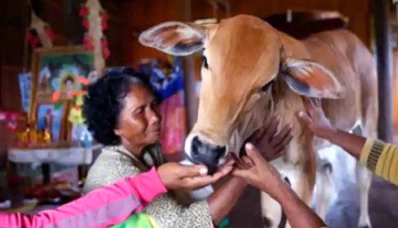 महिला ने की गाय से शादी- बोली मेरे पति ने लिया पुनर्जन्म