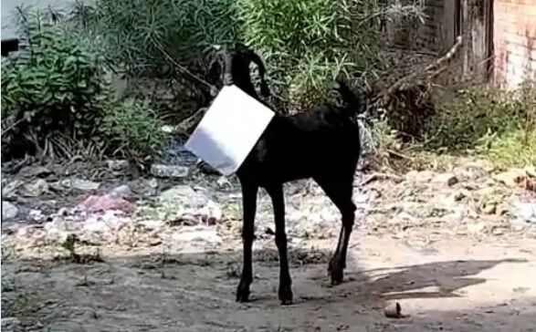 कर्मचारी धूप सेंकने में मस्त-दफ्तर में बकरी फाइल खाने में व्यस्त कर्मचारी धूप सेंकने में मस्त-दफ्तर में बकरी फाइल खाने में व्यस्त