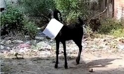 कर्मचारी धूप सेंकने में मस्त-दफ्तर में बकरी फाइल खाने में व्यस्त