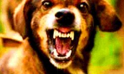 बच्चे के कुत्ते ने काटा- पिता ने टांग काटकर ले ली जान बच्चे के कुत्ते ने काटा- पिता ने टांग काटकर ले ली जान