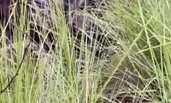 5 दिनों से लापता बच्ची का झाड़ियों से मिला शव- जांच में जुटी पुलिस