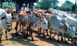 गोवंश को इच्छुक पशुपालकों की सुपुर्दगी में देकर किया गया लाभान्वित