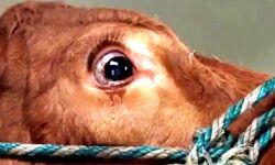 गाय ने सोने की निगली चेन- निकालने के लिये उठाया यह कदम