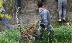 राजधानी में तेंदुएं के घुसने से लोगों में भय का माहौल राजधानी में तेंदुएं के घुसने से लोगों में भय का माहौल