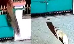 गेट के ऊपर से अंदर घुसा तेंदुआ, देखें वीडियो क्या हुआ फिर गेट के ऊपर से अंदर घुसा तेंदुआ, देखें वीडियो क्या हुआ फिर