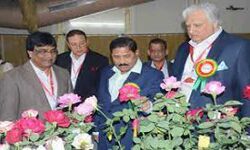 गुलाब की गुणवत्ता में आ रही गिरावट पर चिंता गुलाब की गुणवत्ता में आ रही गिरावट पर चिंता