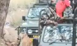 बाघिन ने कुत्ते को झपटकर किया खत्म- डर गए पर्यटक बाघिन ने कुत्ते को झपटकर किया खत्म- डर गए पर्यटक