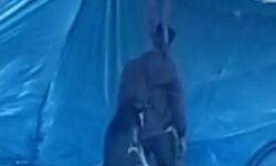 कुत्ते और इंसान की प्रेम कहानी- कुत्ते के साथ लगा ली फांसी कुत्ते और इंसान की प्रेम कहानी- कुत्ते के साथ लगा ली फांसी