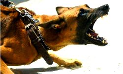 बालिका पर कुत्तों ने किया हमला- आयोग ने सम्बंधित अफसरों को भेजा नोटिस बालिका पर कुत्तों ने किया हमला- आयोग ने सम्बंधित अफसरों को भेजा नोटिस