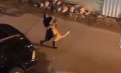 शेर को गोद में लेकर दौड़ती महिला की वीडियो वायरल शेर को गोद में लेकर दौड़ती महिला की वीडियो वायरल