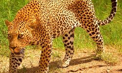 तेंदुआ के आबादी क्षेत्र में आने से लोगों में दहशत