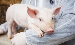 बच्चों ने की पढ़ाई में जीतोड़ मेहनत- स्कूल वालों ने इनाम में दिये सुअर बच्चों ने की पढ़ाई में जीतोड़ मेहनत- स्कूल वालों ने इनाम में दिये सुअर