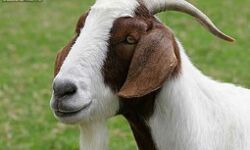 मंदिर में चढ़ रही थी बकरे की बलि- काट दी बकरे को पकडने वाले की गर्दन