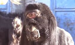 बकरी ने दिया अजीबोगरीब बच्चे को जन्म- देखकर डर गये लोग